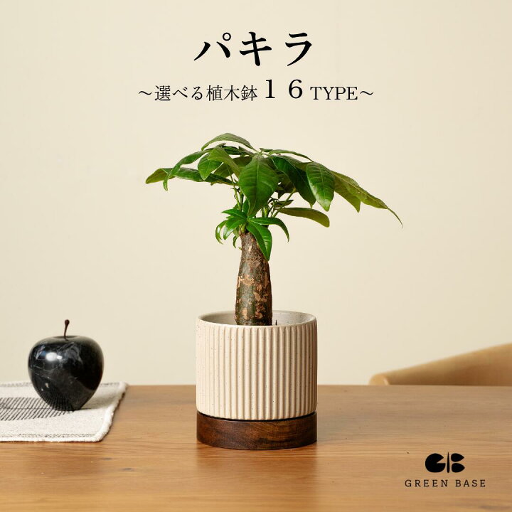 楽天市場】【16種類から選べる植木鉢セット】小さくて初心者でも育て 