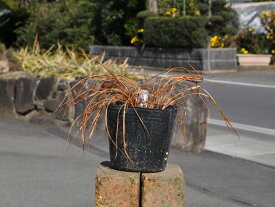 楽天市場 球根 菖蒲の通販