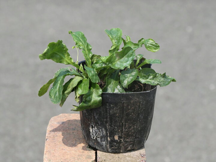 楽天市場 アジュガ ピンクエルフ 9 0cmポット 1本 1年間枯れ保証 下草 トオヤマグリーン