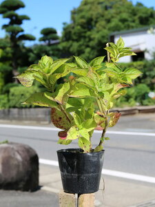 ピンク 花 木 植木 盆栽の人気商品 通販 価格比較 価格 Com ピンク 花 木 植木 盆栽の人気商品 通販 価格比較 価格 Com