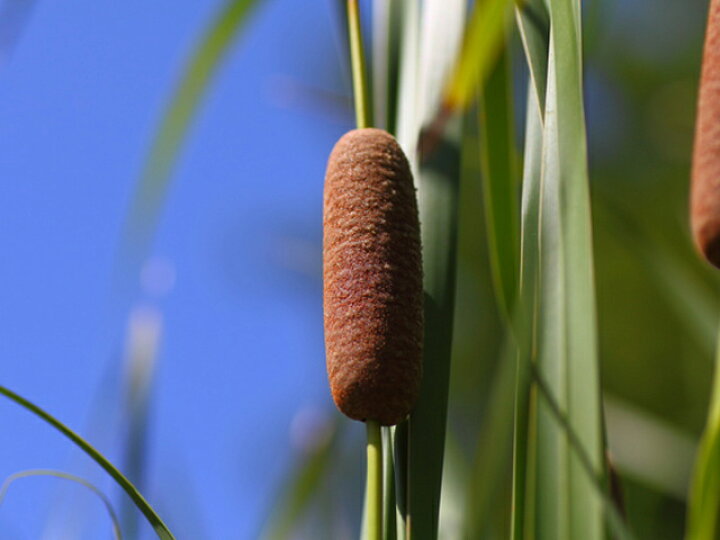 贈る結婚祝い ガマ 10 5cmポット 1本 1年間枯れ保証 水生植物 Rmladv Com Br
