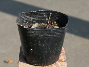 植木 盆栽 キリン 花 Diy 工具の人気商品 通販 価格比較 価格 Com 植木 盆栽 キリン 花 Diy 工具の人気商品 通販 価格比較 価格 Com