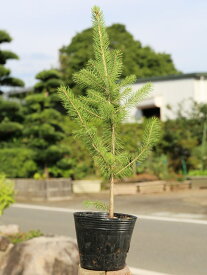 楽天市場 コロラドトウヒの通販