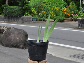 楽天市場 アヤメ 球根の通販