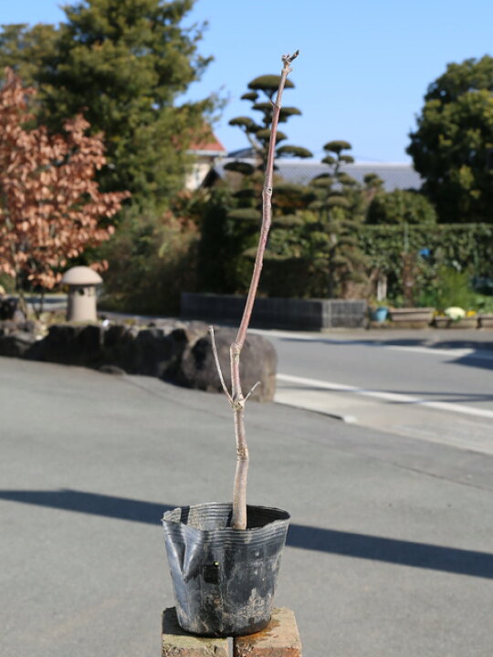 楽天市場 シオジ 10 5cmポット 1本 1年間枯れ保証 山林苗木 トオヤマグリーン 楽天市場 シオジ 10 5cmポット 1本 1年間枯れ保証 山林苗木 トオヤマグリーン