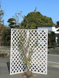 ロウバイ 盆栽 植木の人気商品 通販 価格比較 価格 Com ロウバイ 盆栽 植木の人気商品 通販 価格比較 価格 Com