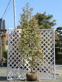 楽天市場 斑入り ヒイラギの通販