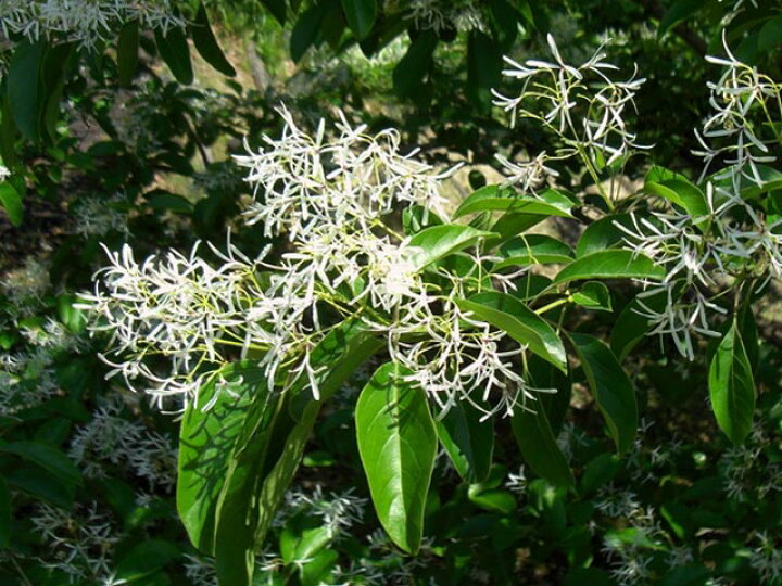 楽天市場 翌日出荷 ヒトツバタゴ株立ち 1 5m露地 2本セット 送料無料 1年間枯れ保証 街路樹 公園樹 トオヤマグリーン