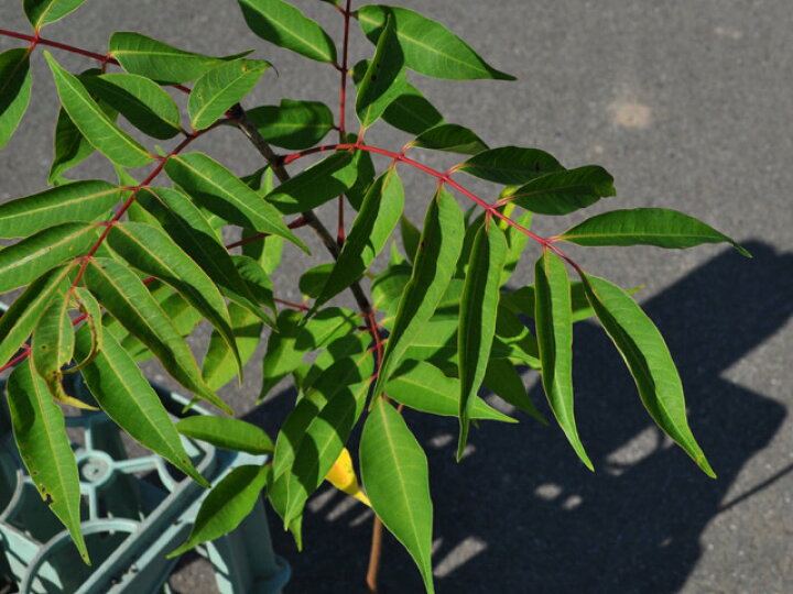 楽天市場 ヤマハゼ 0 5m10 5cmポット 1本 1年間枯れ保証 山林苗木 トオヤマグリーン