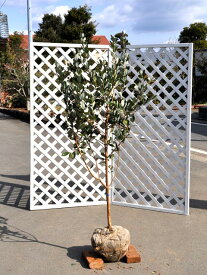 楽天市場 フェイジョア 木の通販