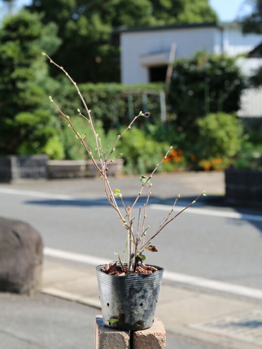 楽天市場 ヒュウガミズキ 0 3m10 5cmポット 1本 1年間枯れ保証 春に花が咲く木 トオヤマグリーン