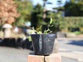 楽天市場 クレマチス アーマンディの通販