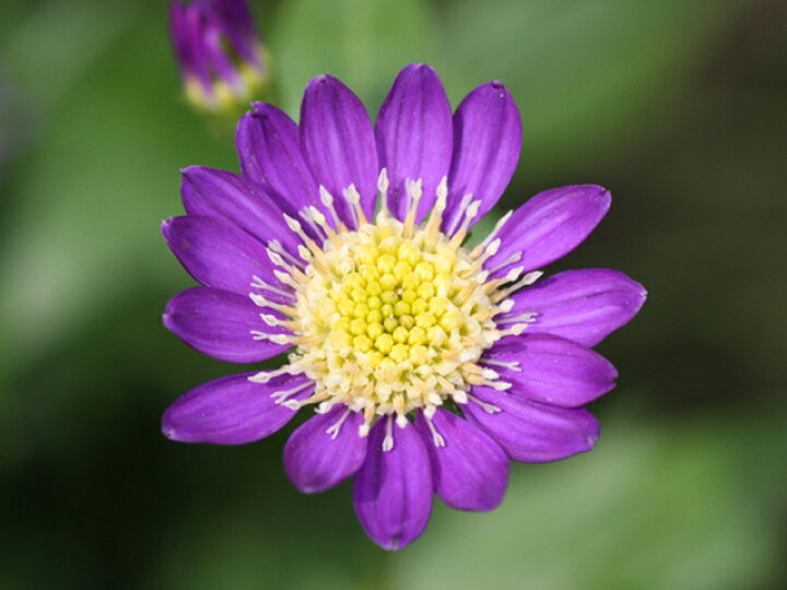 楽天市場 ミヤコワスレ 紫 10 5cmポット 1本 1年間枯れ保証 山野草 トオヤマグリーン