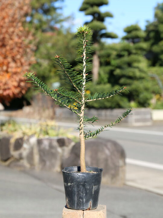 ミツバツツジ 2 0m露地 1年間枯れ保証 1本 シンボルツリー落葉 ランキング総合1位 1本 ミツバツツジ 2 0m露地 1年間枯れ保証 1本 シンボルツリー落葉 ランキング総合1位 1本