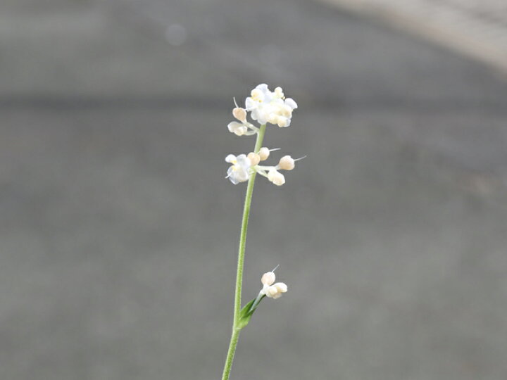 楽天市場 ヤブミョウガ 9 0cmポット 1本 1年間枯れ保証 山野草 トオヤマグリーン