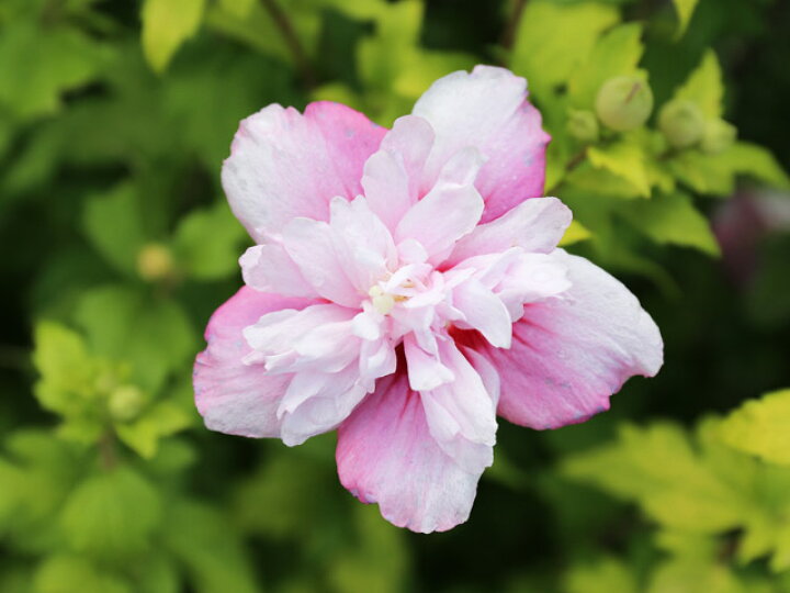 楽天市場 ムクゲ 桃八重 苗 トオヤマグリーン トオヤマグリーンクチナシ八重 30個 苗 Abracce Com Br