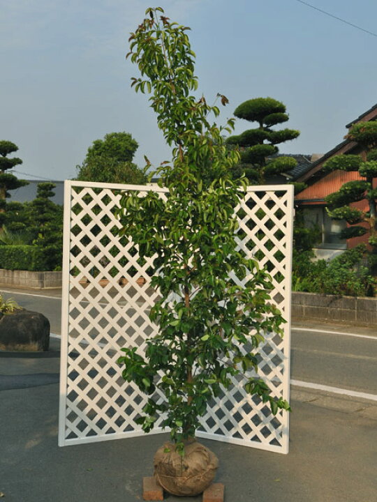 楽天市場 翌日出荷 常緑ヤマボウシ 月光 2 5m露地 2本セット 送料無料 1年間枯れ保証 シンボルツリー常緑 配達指定不可 大型商品 トオヤマグリーン 楽天市場 翌日出荷 常緑ヤマボウシ 月光 2 5m露地 2本セット 送料無料 1年間枯れ保証 シンボルツリー常緑 配達指定不可 大型商品 トオヤマグリーン