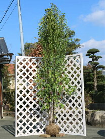 楽天市場 常緑ヤマボウシ 株立ち 植木 ガーデニング 農業 花 ガーデン Diyの通販