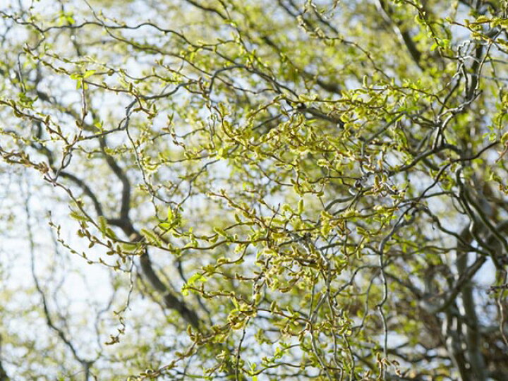 楽天市場 ウンリュウヤナギ 0 8m15cmポット 1本 1年間枯れ保証 葉や形を楽しむ木 トオヤマグリーン