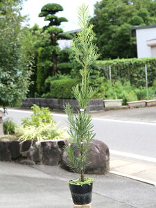 植木 盆栽 ラカンマキの通販 価格比較 価格 Com 植木 盆栽 ラカンマキの通販 価格比較 価格 Com