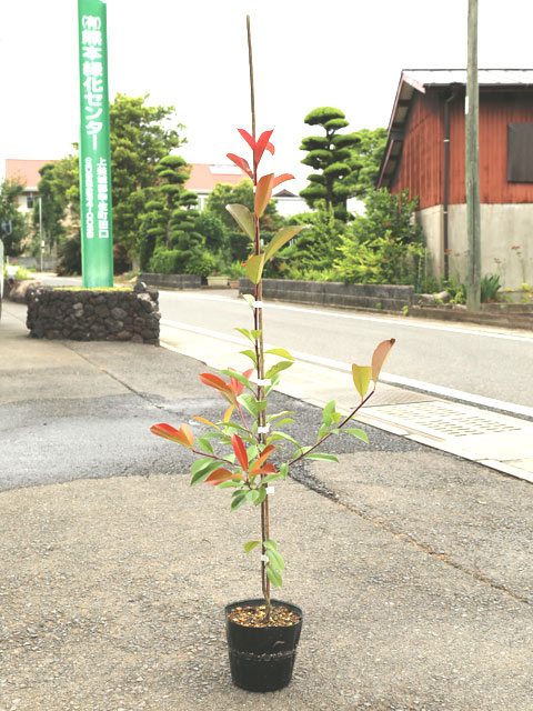 鮮やかに赤い 返品送料無料 レッドロビン 0.8m15cmポット 生垣樹木 1年間枯れ保証 日本最大級の品揃え 1本