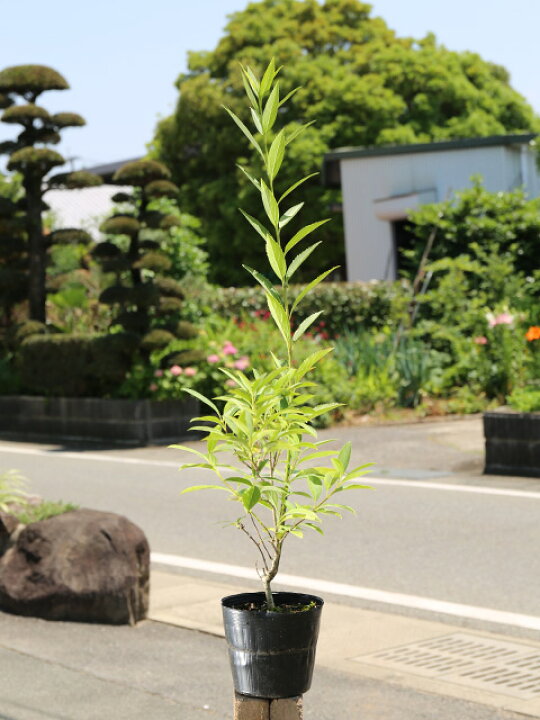 楽天市場 本日出荷 レンギョウ 0 6m15cmポット 1本 1年間枯れ保証 春に花が咲く木 トオヤマグリーン