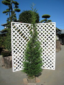 コニファー 送料無料 盆栽 植木の人気商品 通販 価格比較 価格 Com コニファー 送料無料 盆栽 植木の人気商品 通販 価格比較 価格 Com