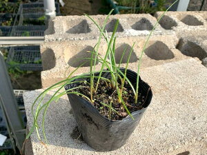 球根 リコリスの人気商品 通販 価格比較 価格 Com 球根 リコリスの人気商品 通販 価格比較 価格 Com