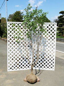 植木 盆栽 ライラックの人気商品 通販 価格比較 価格 Com