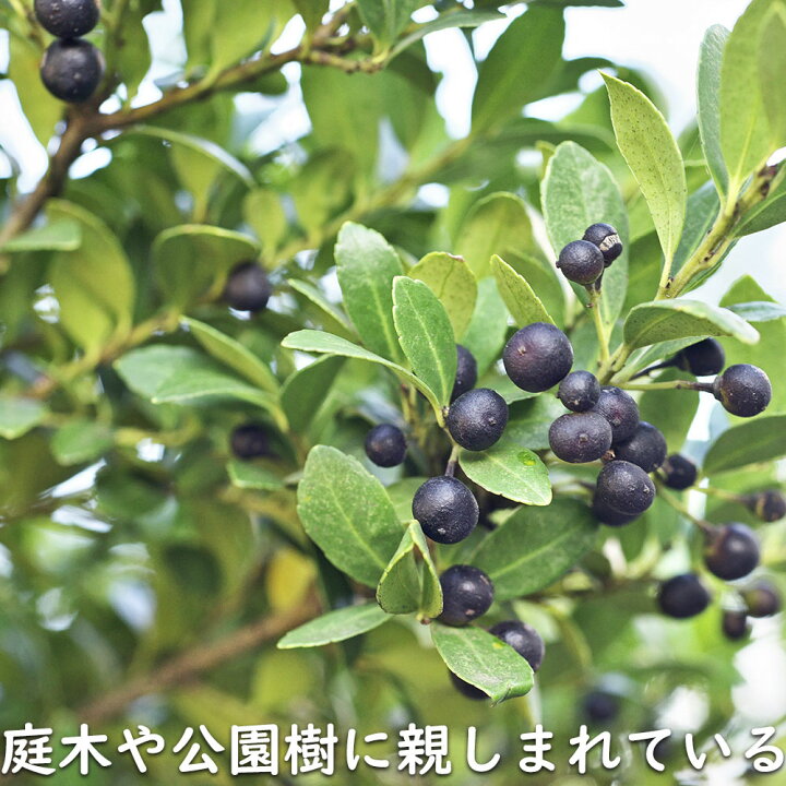 楽天市場】イヌツゲ 1m 露地 苗 : トオヤマグリーン