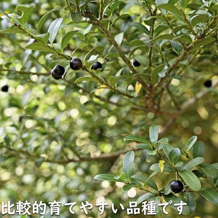 楽天市場】イヌツゲ 1m 露地 苗 : トオヤマグリーン