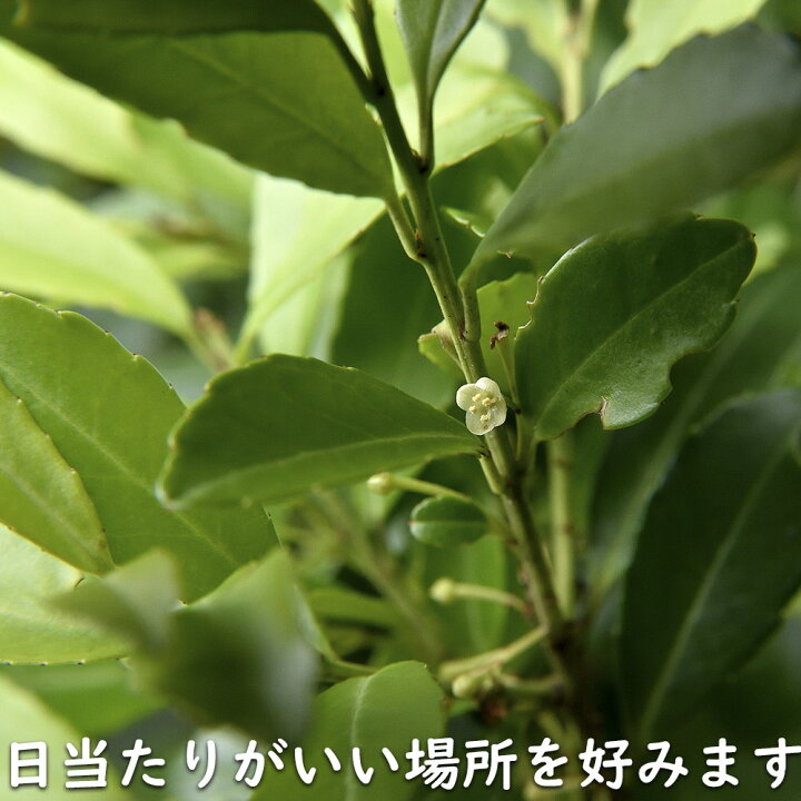 楽天市場】イヌツゲ 1m 露地 苗 : トオヤマグリーン
