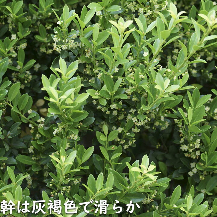 楽天市場】イヌツゲ 1m 露地 苗 : トオヤマグリーン
