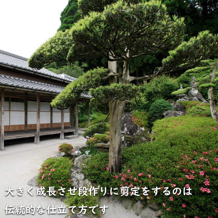 値下げ 庭木 まきの木 ⑦ 高さ2.5M 幹回り60㎝ 枝:幹中心より2.5M