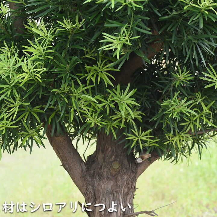 楽天市場】イヌマキ 1.5m 露地 3本 苗木 : トオヤマグリーン