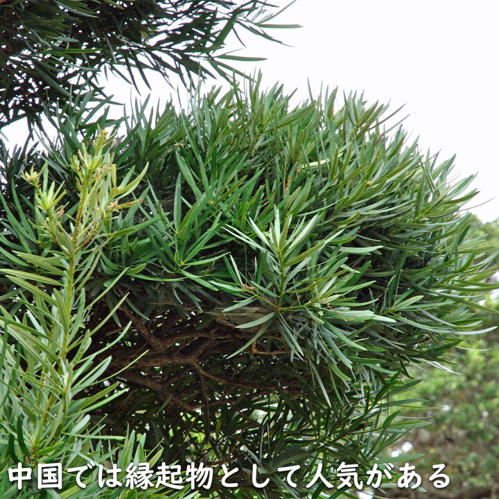 楽天市場】イヌマキ 1.5m 露地 3本 苗木 : トオヤマグリーン