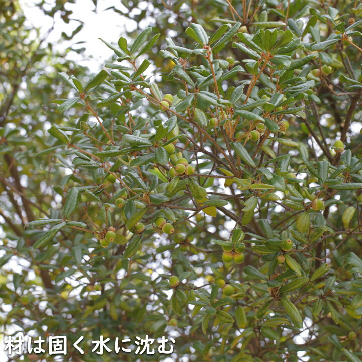 楽天市場】ウバメガシ 単木 2.5m 露地 2本 苗木 : トオヤマグリーン