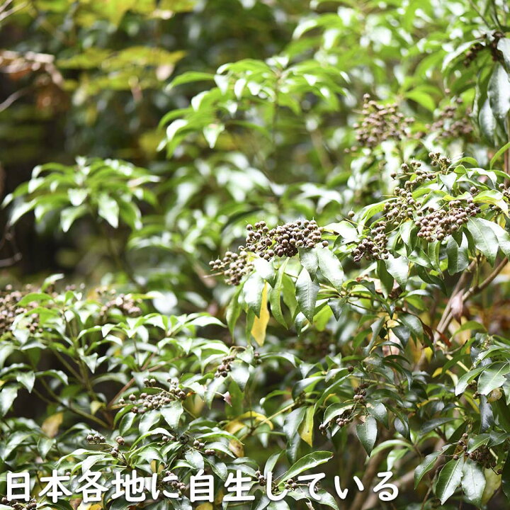 楽天市場】アセビ 1m 露地 2本 苗 : トオヤマグリーン