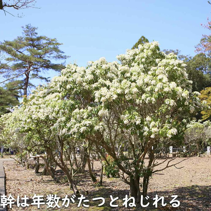 楽天市場】アセビ 1m 露地 2本 苗 : トオヤマグリーン