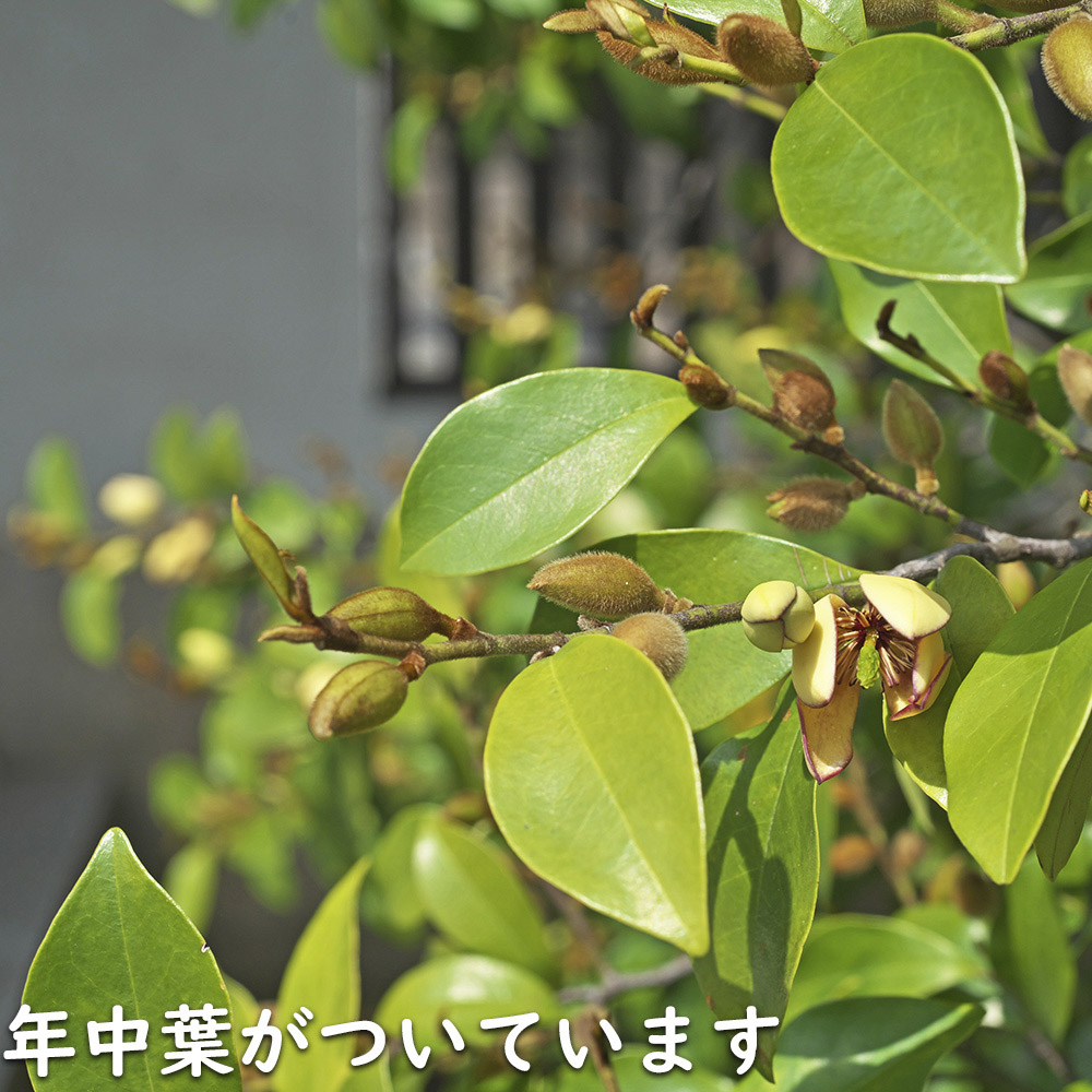楽天市場】カラタネオガタマ 1.5m 露地 苗木 : トオヤマグリーン