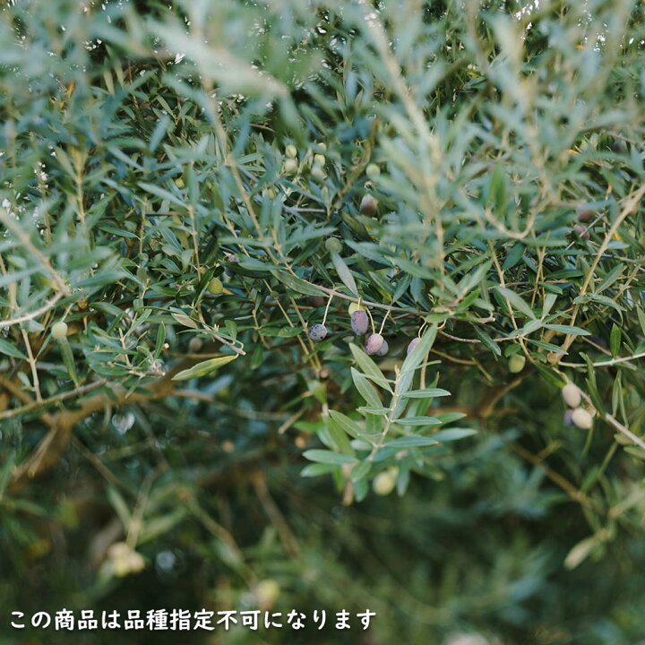 楽天市場】オリーブ 2m 露地 苗木 : トオヤマグリーン