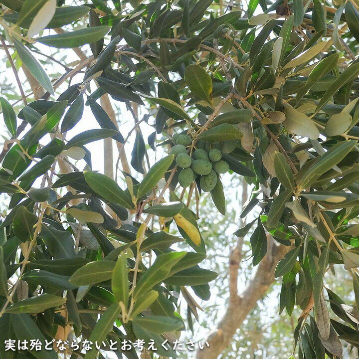 楽天市場】オリーブ 2m 露地 苗木 : トオヤマグリーン