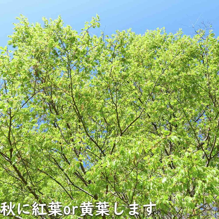 楽天市場】アカシデ 株立ち 2m 露地 2本 苗木 : トオヤマグリーン