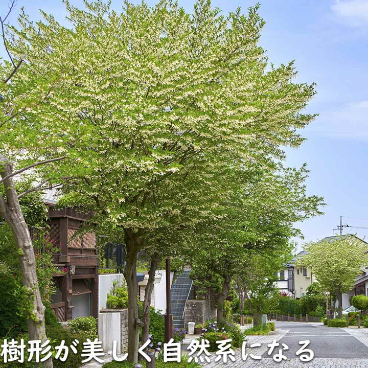 楽天市場】エゴノキ 株立ち 2.5m 露地 苗木 : トオヤマグリーン