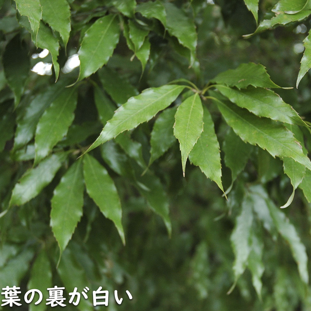 楽天市場ウラジロガシ 単木 2m 露地 2本 苗木 : トオヤマグリーン