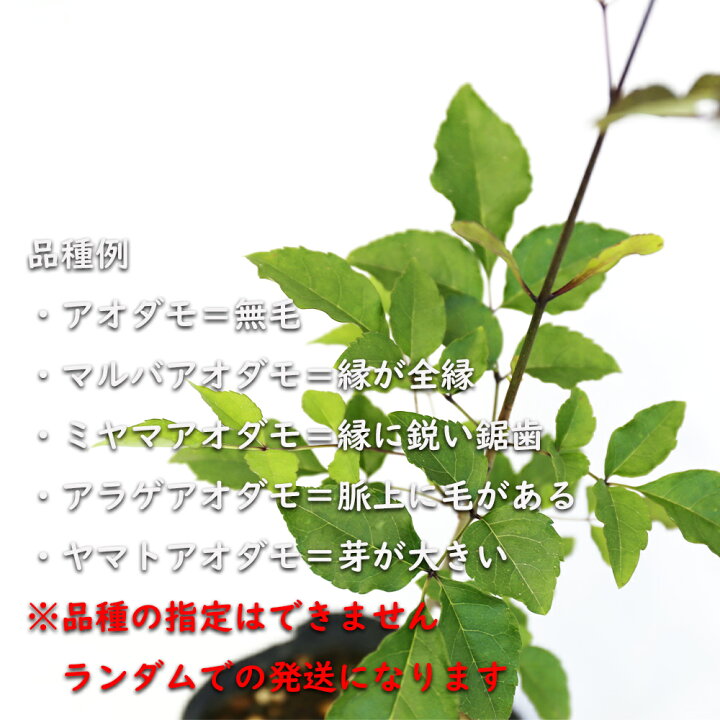 楽天市場】アオダモ (品種指定不可) 株立ち 2m 露地 2本 苗木 