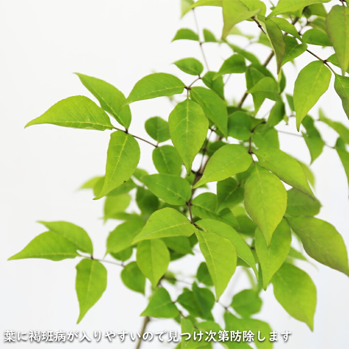 楽天市場】アオダモ (品種指定不可) 株立ち 2m 露地 2本 苗木 