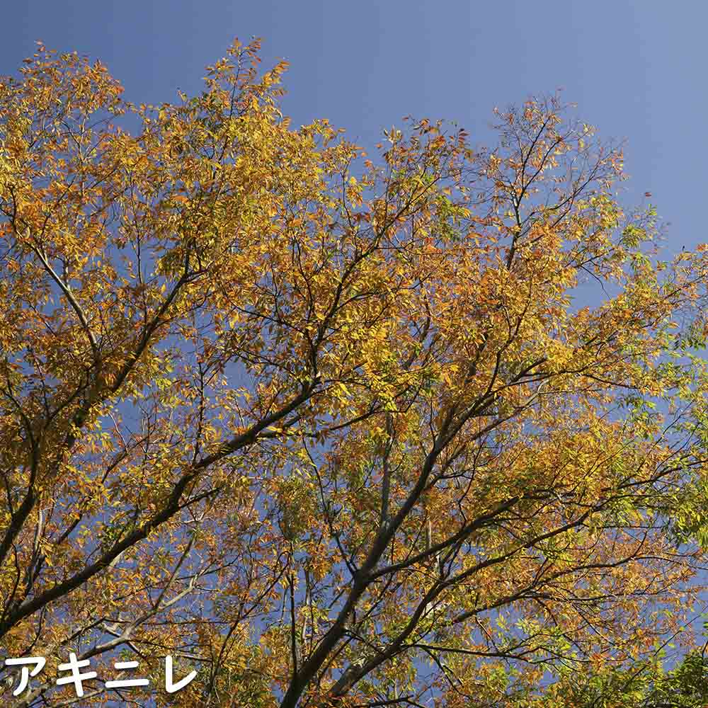 楽天市場】アキニレ 単木 1.5m 露地 苗木 : トオヤマグリーン