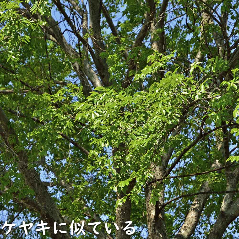 楽天市場】アキニレ 単木 1.5m 露地 苗木 : トオヤマグリーン