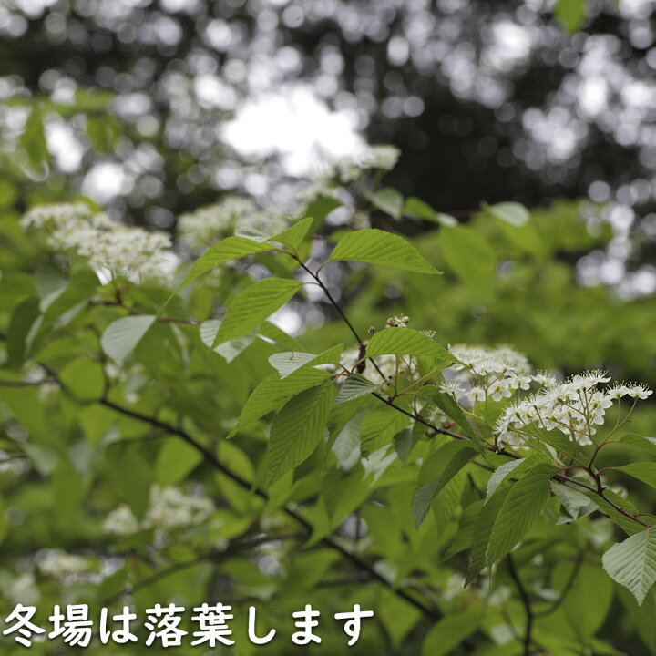 楽天市場】アズキナシ 株立ち 2m 露地 2本 苗木 : トオヤマグリーン